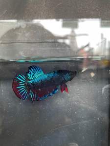 พ่อพันธุ์สุดเบอร์ 99.99% เทพโครตเก่ง ไม่ตรงปกยินดีคืนเงิน