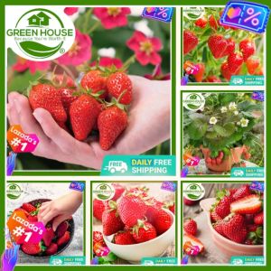 Green House® - Fresh Organic Strawberry Seeds for Planting Fruit Plants (20 Seeds) High Yield Sweet Hybrid Dwarf Fruits