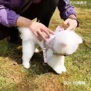 【Ready】Tali Kucing Buat Jalan Jalan Rompi kucing tali tuntun Harness ROMPI Modis Mesh Lembut dengan Tali Pengikat Reflektif Harness Anjing