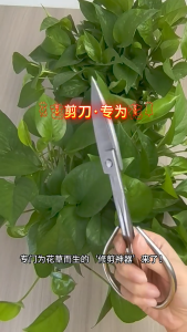 Stainless Steel Gardening Bud Floral Scissors for Flower Arrangement Bonsai and Leaf Special Small