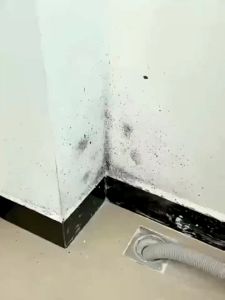 Mold Mildew Remover Anti Mold Spray For Cabinet Mildew Remover Molds And Fungus Killer No Scrubbing