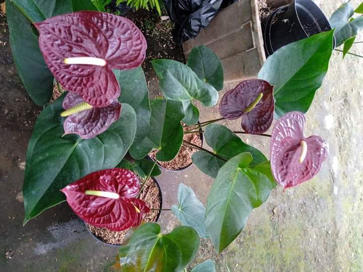 fiddle leaf fig tree near me Fiddle Leaf Fig Potted Houseplant | Trendy Houseplants main image 1