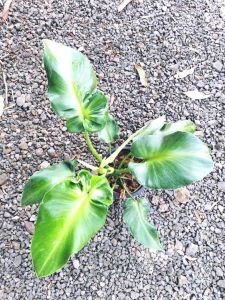 ต้นฟิโล หนังหมู Philodendron rugosum ฟิโลเดนดรอน รูโกซัม มีความโดนเด่น เหมาะกับการปลูกไว้ในอาคาร บ้านเรือน เป็นต้นไม้ฟอกอากาศ จัดส่งพร้อมกระถาง 8นิ้ว