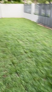 หญ้าพร้อมปลูก ลงดิน ลงพื้นที่ปลูกได้เลย