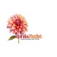Dahlia florist 