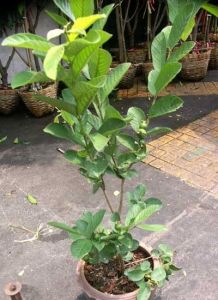 Pohon Jambu Kristal Cangkok Sudah Berbuah / Berbunga
