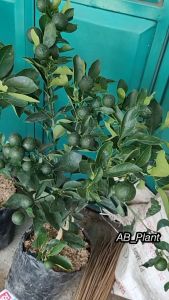 Bibit Jeruk Santang Madu Berbuah Besar dan Lebat