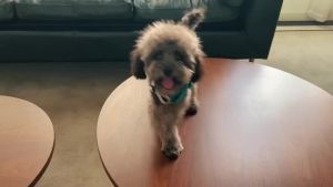 HamshMoc สายจูงสุนัขอัลลอย D-Ring Impact Distribution คลิปสวมใส่ไนลอนที่ทนทานเร็วสำหรับทุกสายพันธุ์