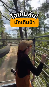 (ยกกล่อง 12 ขวด) Sketolene Jungle สกีโทลีน จังเกิ้ล สเปรย์กันทากและยุง เข้มข้น 70 มล. สำหรับเดินป่า ตั้งแคมป์ Mosquitoes & Leech Repellent Spray