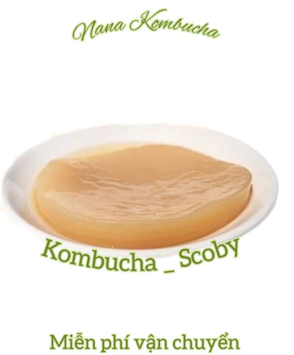 Nấm Scoby/Kombucha Kèm Nước Mồi Loại Mỏng Hướng Dẫn Chi Tiết | Lazada.vn