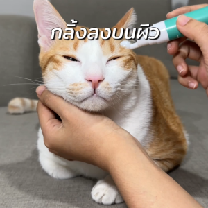 Goodboss Roller Cat เจลเย็นสำหรับเเมว ลดคัน ขนร่วง ผื่นเเดง เเบคทีเรีย สารสกัดจากธรรมชาติ ขนาด 10ml.