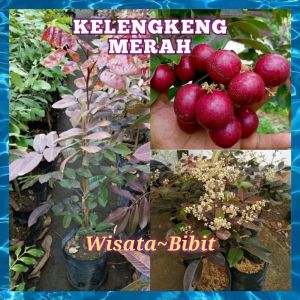 Bibit KELENGKENG MERAH | ruby longan