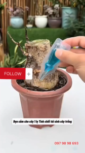 Dung Dịch Phục Hồi Cây Cảnh & Bonsai - Phân Bón Cây – Kích Rễ Kích Nụ Tăng Trưởng Mạnh – 6 Ống