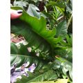 Philodendron Green Serratum aerial rooted cuttings. 