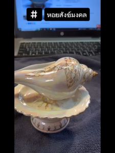 สังข์หลั่งน้ํา หอยสังข์รดน้ํา หอยสังข์มงคล เบญจรงค์มุกน้ําทอง ลายไทย งานเกรดA ละเอียด ของจริงสวยมาก