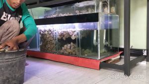BATU APUNG Pumice KARUNGAN Media Filter Rumah Bakteri Aquarium
