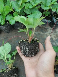 Combo 3 Dâu tây chịu nhiệt quả ngọt