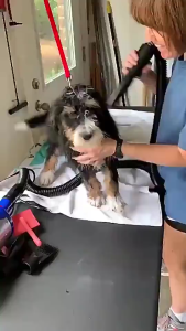 【2 in1 Blow&Suction】Pet dryer Fast Drying Blower 6500W Pet Dryer Dog Cat Grooming Dryer Pet Hair Dryer Blower Low Noise With Nozzles And Temperature Control For Dog and Cat Blow Drye