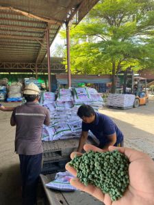 พีโคเดอร์มา ไตรโคเดอร์มาอัดเม็ด ตราฟ้าแจ่ม (ถุงละ 5 กิโลกรัม จำนวน 2 ถุง) ใช้ป้องกัน รักษาเชื้อราโรคพืชทางดิน