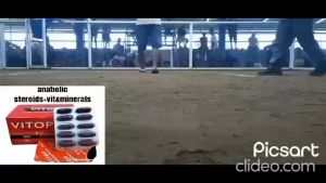 Androbol Capsule & Vitop: Performance Enhancers for Fighting Cocks