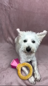 Fuzzyard Furever Yours Series Plush Toys for Dogs | 15 Love-Themed Design with Squeaker