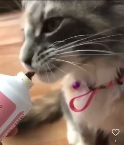 **CLEARANCE STOCK PASTE JUNIOR(Exp: 03/26)**BioPetActive VITALICAT MultiVitamin Tablet / Cat Paste / Junior Paste (made in TURKEY)