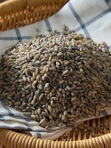 Slow-Releasing Carbohydrates Tibetan Barley Grain