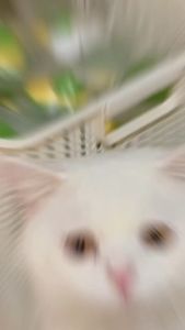 Combo 12 gói pate mèo Nekko gói 70g - Nhập Khẩu Thái Lan cho mèo con và mèo trưởng thành