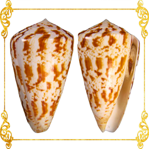 Conus Caracteristicus | Characteristic Cone | 1 - 2.5 Inches
