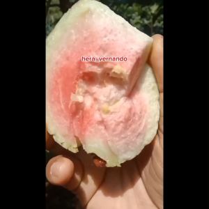 Bibit Jambu Kristal Tanpa Biji Super Okulasi