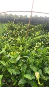 Cây giống mận Ấn Độ xưa hay còn gọi mận đá đường