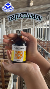 INJECTAMIN 50ml - injektamin 100 ml - Multivitamin Dosis tinggi untuk penyembuhan kambing Domba sapi