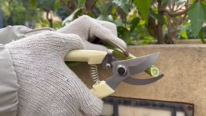 Inovasi Tani: Gunting Dahan Ranting Pruning & Alat Potong Tanaman Stek