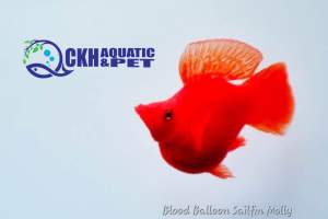 🔥CKH Aquatic🔥 Blood Red Balloon Molly Size L