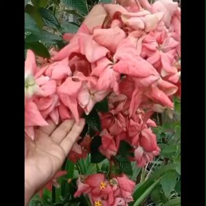 Bibit Bunga Nusa Indah Pink Siap Tanam