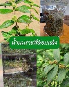 น้ำนมราชสีห์อบแห้ง Dried Garden spurge  ขนาด 50 กรัม