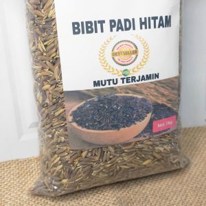 Padi Hitam bibit padi hitam asli terbaik