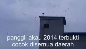 KING BIRAHI AKAU 2014 ASLI PRODUKSI AKAU 100% ASLI ORIGINAL GARANSI RESMI 1TAHUN flashdisk