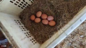 ไข่ไก่ออร์แกนิคสดจากฟาร์ม คละไซร้ เบอร์ 4-1ปลอดภัย เข้มข้น สำหรับอาหารวีแกน