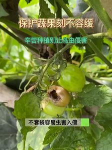 50PCS Fruit net Garden plant Fruit Safety protection Pull rope net insect-proof mesh bag