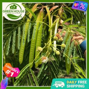 Green House® - Ipil-Ipil Lead Tree Seeds for Planting Herbal Plant (15 Seed) incl. Instruction - Antidiabetic