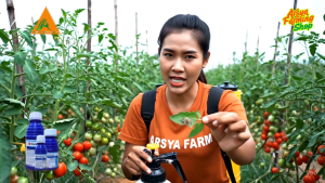 Curacron 500EC Insektisida Kontak 250ml
