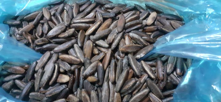 H%E1%BA%A1t%20ph%C6%B0%E1%BB%A3ng%20%C4%91%E1%BB%8F%20(ph%C6%B0%E1%BB%A3ng%20v%C4%A9)%20gi%E1%BB%91ng%20-%20Image%207