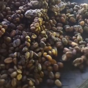 Tatay Tinos Civet Alamid Luwak Coffee Beans (Mt. Manabu)