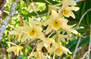 กล้วยไม้เอื้องมะเขือผสมเหลืองจันทบูร ไม้กอ เกาะไม้ 6 นิ้ว มี 4-10 ลําต้น ออกดอก เดือนกุมภาพันธ์ - เมษายน ออกดอกปีละ 1 ครั้ง /ขุนเขาการ์เด้น