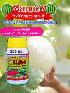 เซียนแตง ฮอร์โมนฉีดพ่นทางใบ ขนาด 250 ซีซี 1 ขวด พ่นได้ทุกช่วงทุกระยะ รูปทรงสวย รสดี เนื้อมาก ได้น้ำหนักมาก