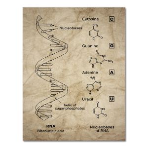 BILIBILI | DNA RNA Mã Di Truyền Nghệ Thuật Treo Tường In Canvas - Di Truyền Học Hóa Sinh Học Vintage Poster Phong Cách Hiện Đại Khoa Học Trang Trí Cho Học Sinh