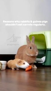 [24HR SHIP] NATURAL TIMOTHY BALL Small Pets Chew Toys Molar Toys Rabbit Guinea Pig Chinchilla Timothy Bola Jerami 兔子 天竺鼠 龙猫