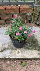 Cây Hồng Tỉ Muội - Chiểu cao tổng tầm 20-30 cm -  Phù hợp ban công cổng nhà!