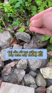 hạt giống cúc magic cúc thúy cúc đài loan hàng của công ty việt nam sản xuất tỉ lệ nảy mầm 95-98%